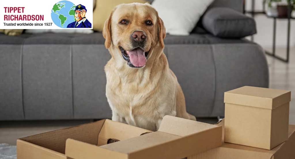 Safely Relocating Your Pets: A Complete Guide