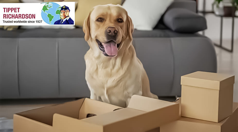 Safely Relocating Your Pets: A Complete Guide - Tippet Richardson